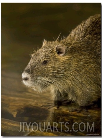 Beaver from the Omaha Zoo, Nebraska