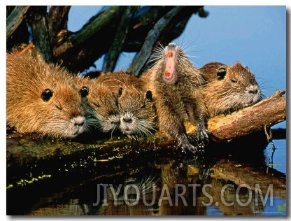 Litter of Young Nutrias, Louisiana