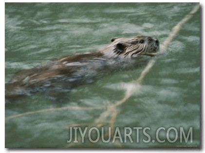 Swimming Beaver