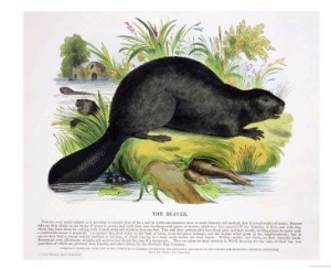 The Beaver, Educational Illustration Pub. by the Society for Promoting Christian Knowledge, 1843