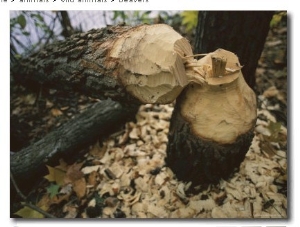 Tree Felled by an Industrious Beaver