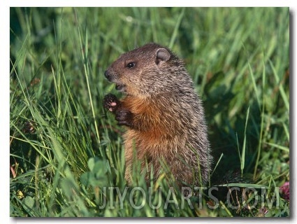 Woodchuck, Minnesota, USA