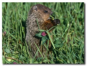 Woodchuck, Feeding, Minnesota, USA