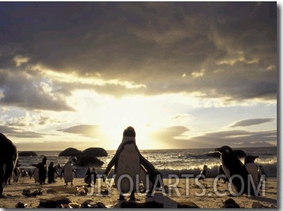 Black Footed Penguins on the Beach, South Africa