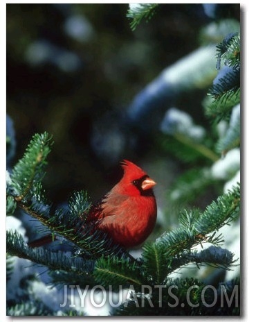 Northern Cardinal, Male in Fir Tree, Illinois