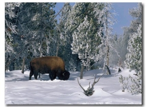 An American Bison Forages for Food Beneath a Thick Blanket of Snow