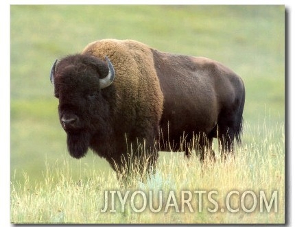 Buffalo