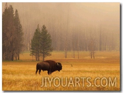 Buffalo Roaming in Field