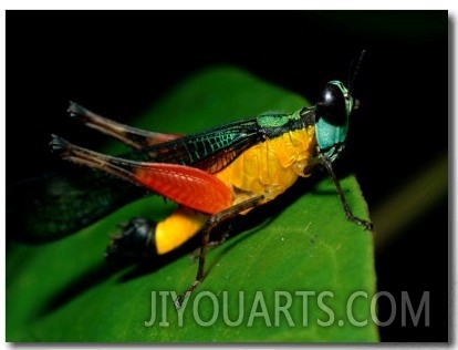 A Close View of a Rainforest Grasshopper