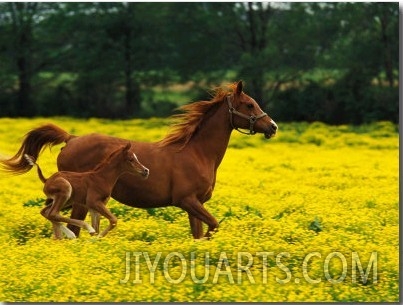 Arabian Foal and Mare Running Through Buttercup Flowers, Louisville, Kentucky, USA