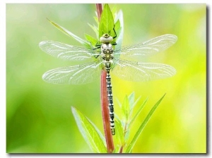 Common Hawker, Newly Emerged Male on Plant, UK