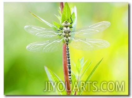 Common Hawker, Newly Emerged Male on Plant, UK