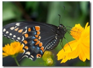 Male Black Swallowtail on Yellow Cosmos, Florida