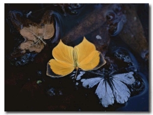 Two Migratory Butterflies Floating on the Surface of a Pool of Water