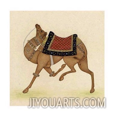 Camel from India I