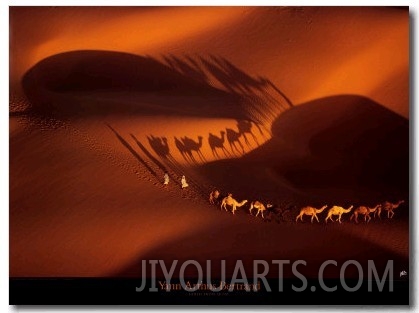 Dromedary Caravan near Nouakchott, Mauritania