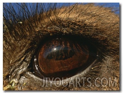 The Photographer Gets a Closeup of a Dromedary Camels Eye in the Sahara