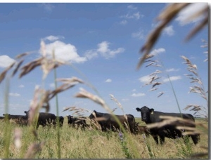 Angus Cattle on a Pasture in Valparaiso, Nebraska