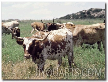 Texas Longhorn Cattle