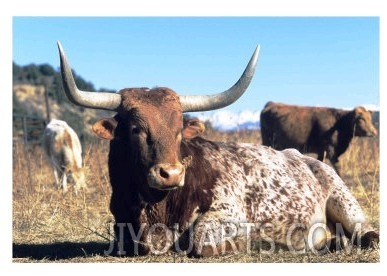 Texas Longhorn, Resting, Colorado, USA