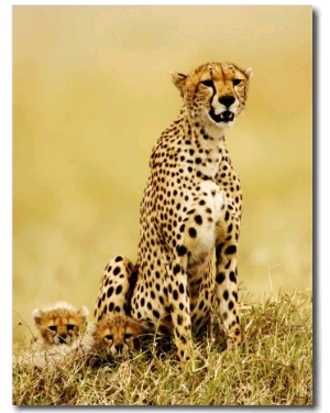 Cheetah, with Cubs, Tanzania