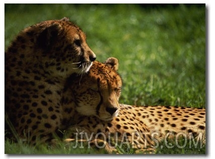 Cheetahs