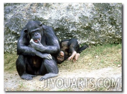 Chimpanzee, Mother & Baby, Zoo Animal