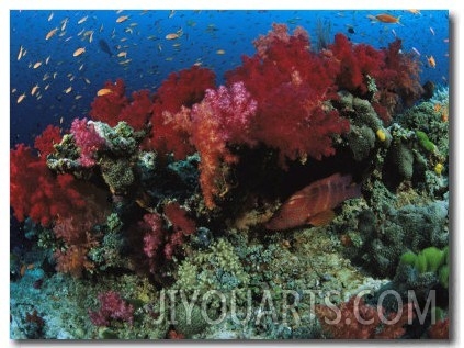 A School of Anthias Fish Swarm Above a Soft Coral Reef Wall