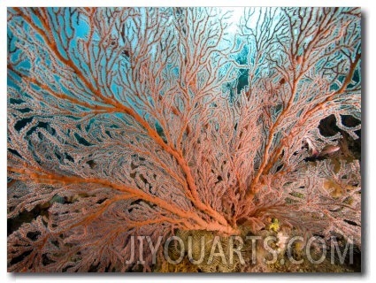 Image of a Large Sea Fan, Also Called Gorgonia Coral, Bali, Indonesia