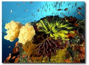 Reef with Crinoids, Komodo, Indonesia