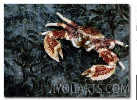 An Anemone Crab Crawls over a Carpet of Tentacled Sea Anemones