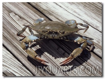 Blue Claw Crab on Dock