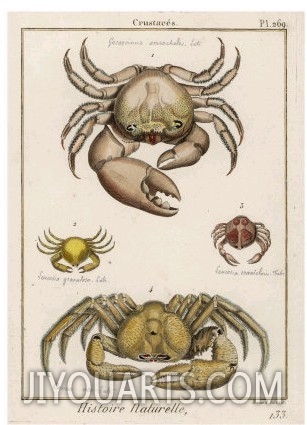 Gecarcinus Anisochele and Other Crabs