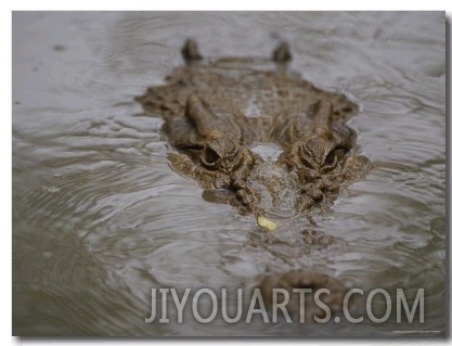 A Partially Submerged Saltwater Crocodile