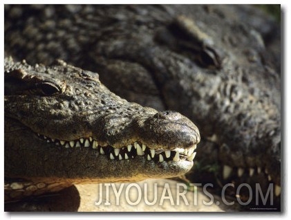 Adult Crocodiles Resting in the Sun, South Africa