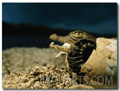 An American Crocodile Wriggles Free of its Shell on a Beach