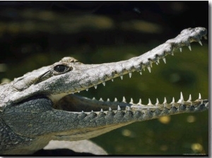 Close View of a Freshwater Crocodile with its Mouth Agape