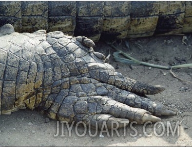 Close View of the Foot of a Crocodile