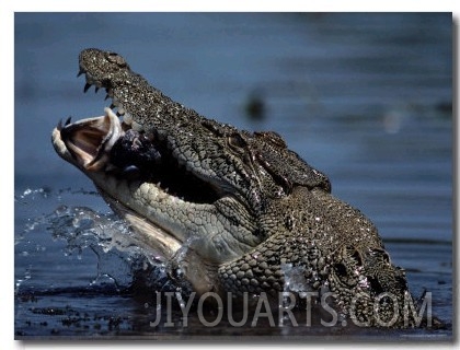 Crocodile Eating a Giant Perch