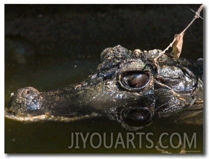 Dwarf Crocodile at the Lincoln Children