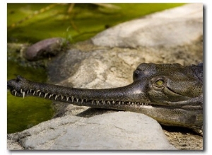 Indian Gavial, or Indian Gharial