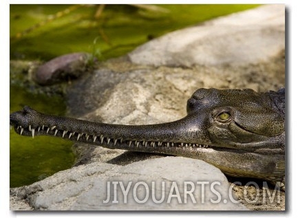 Indian Gavial, or Indian Gharial