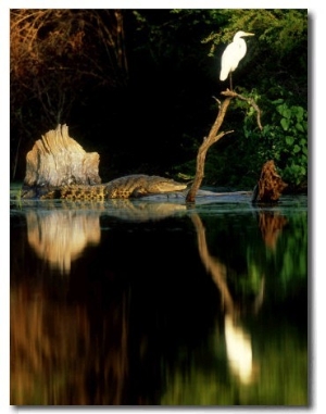 Morelets Crocodile, Sunning, Mexico