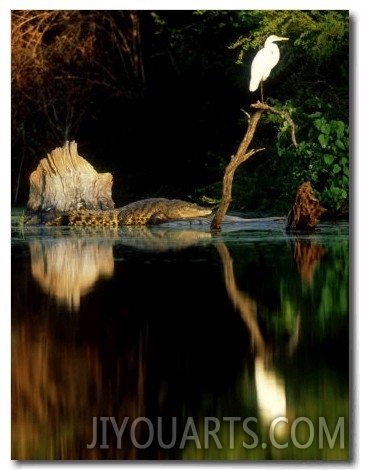 Morelets Crocodile, Sunning, Mexico