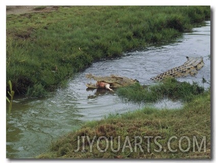 Saltwater Crocodile Farm, Queensland, Australia