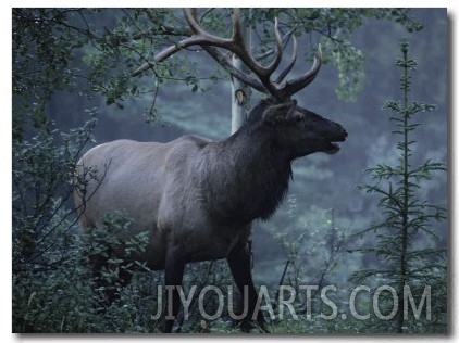 Adult Bull Elk with Antlers in a Woodland Landscape