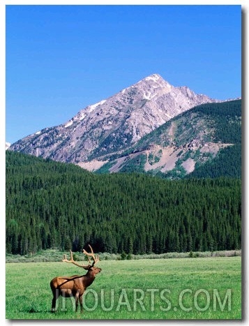 Elk and Mountains Near Coyote Valley, Rocky Mountain National Park, Colorado