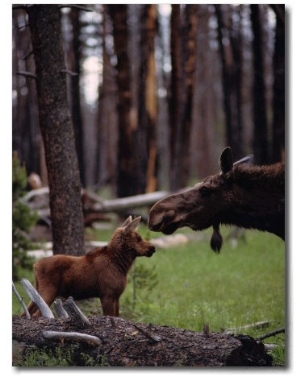 Moose with Young