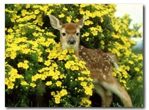 White Tailed Deer, Fawn, Montana