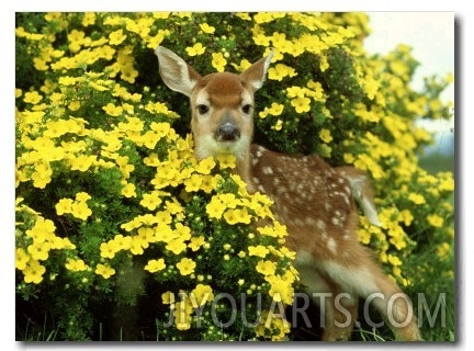 White Tailed Deer, Fawn, Montana